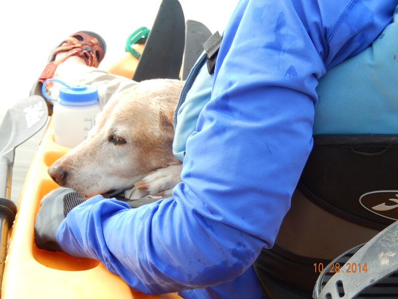 COCHITI LAKE, N.M., -- One of the dogs that was rescued by park rangers here Oct. 28.