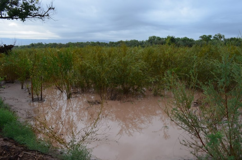 Native willows in a flooded willow swale; this is one of the features of the Middle Rio Grande Restoration Project. 