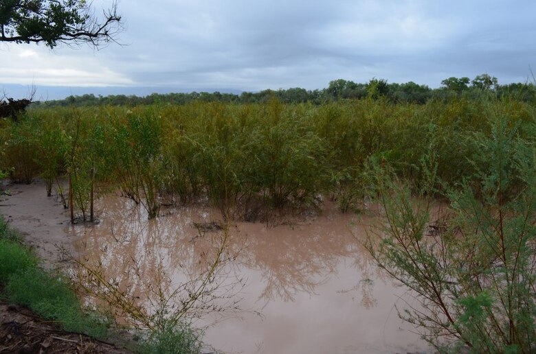 Native willows in a flooded willow swale; this is one of the features of the Middle Rio Grande Restoration Project. 