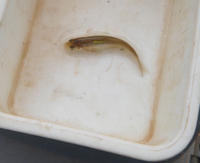 ALBUQUERQUE, N.M., -- A silvery minnow waits to be returned to the river after being counted and measured by the District team. This minnow was found at a different site from where the District team was working Oct. 20.  The yellow mark on its back indicates that it is a hatchery-born minnow that was later released into the Rio Grande.  