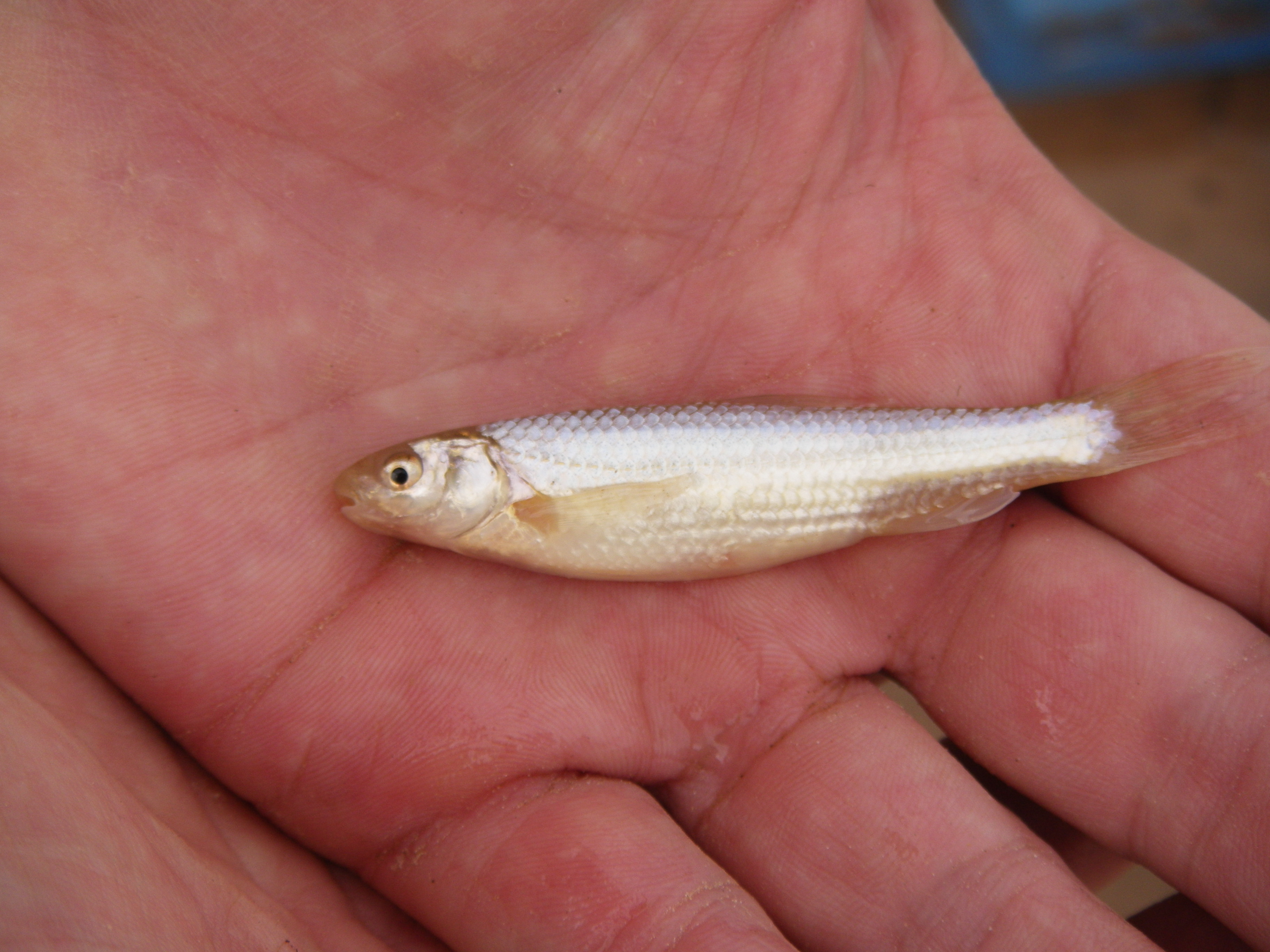 Group says Rio Grande silvery minnow population in decline