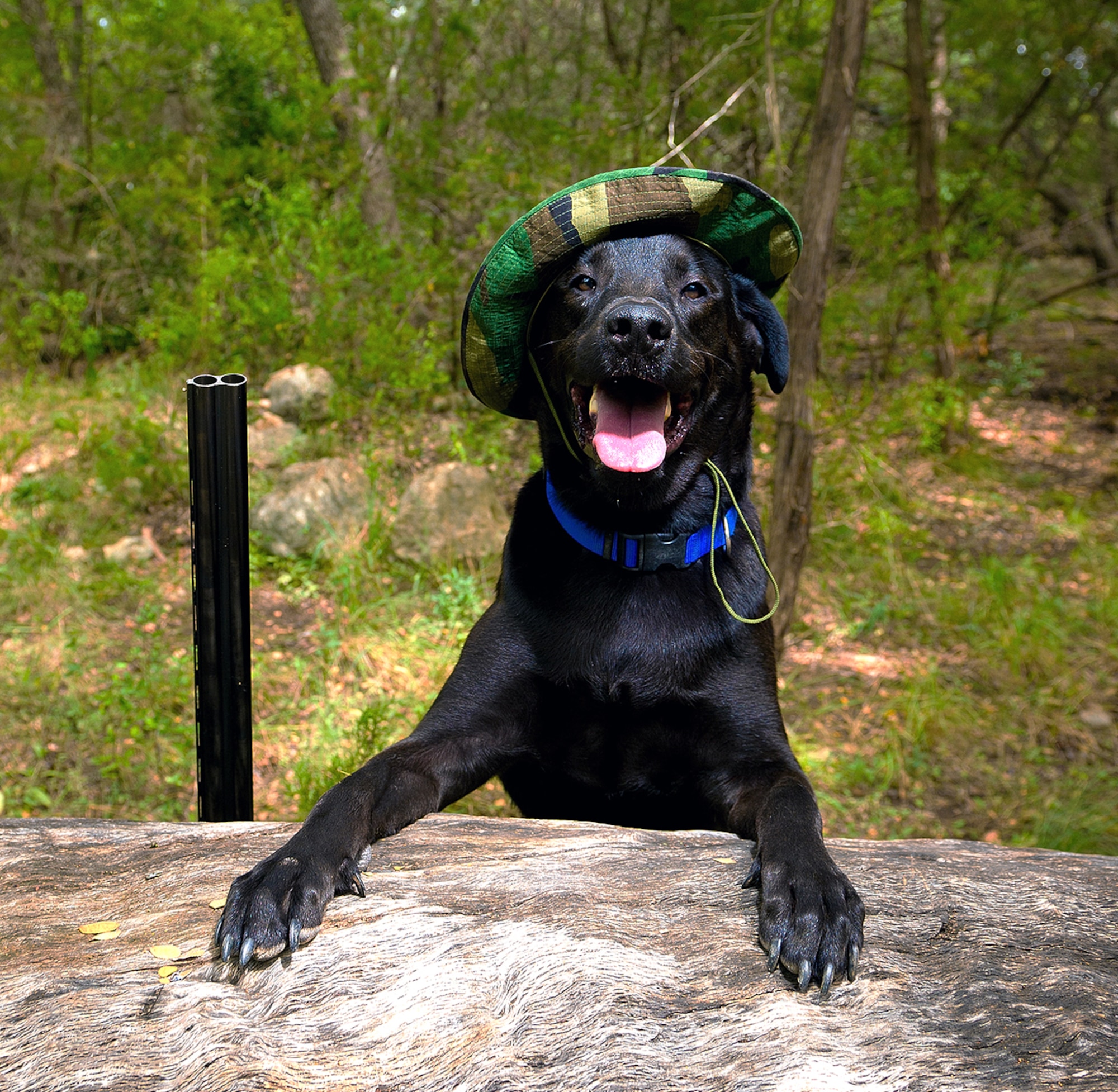 A Labrador retriever stepped on a shotgun, accidentally shooting his owner in the rear end and sending him to the emergency room to ask, “What’s up, Doc?” (U.S. Air Force photo by Tech. Sgt. Sarayuth Pinthong/ Released)