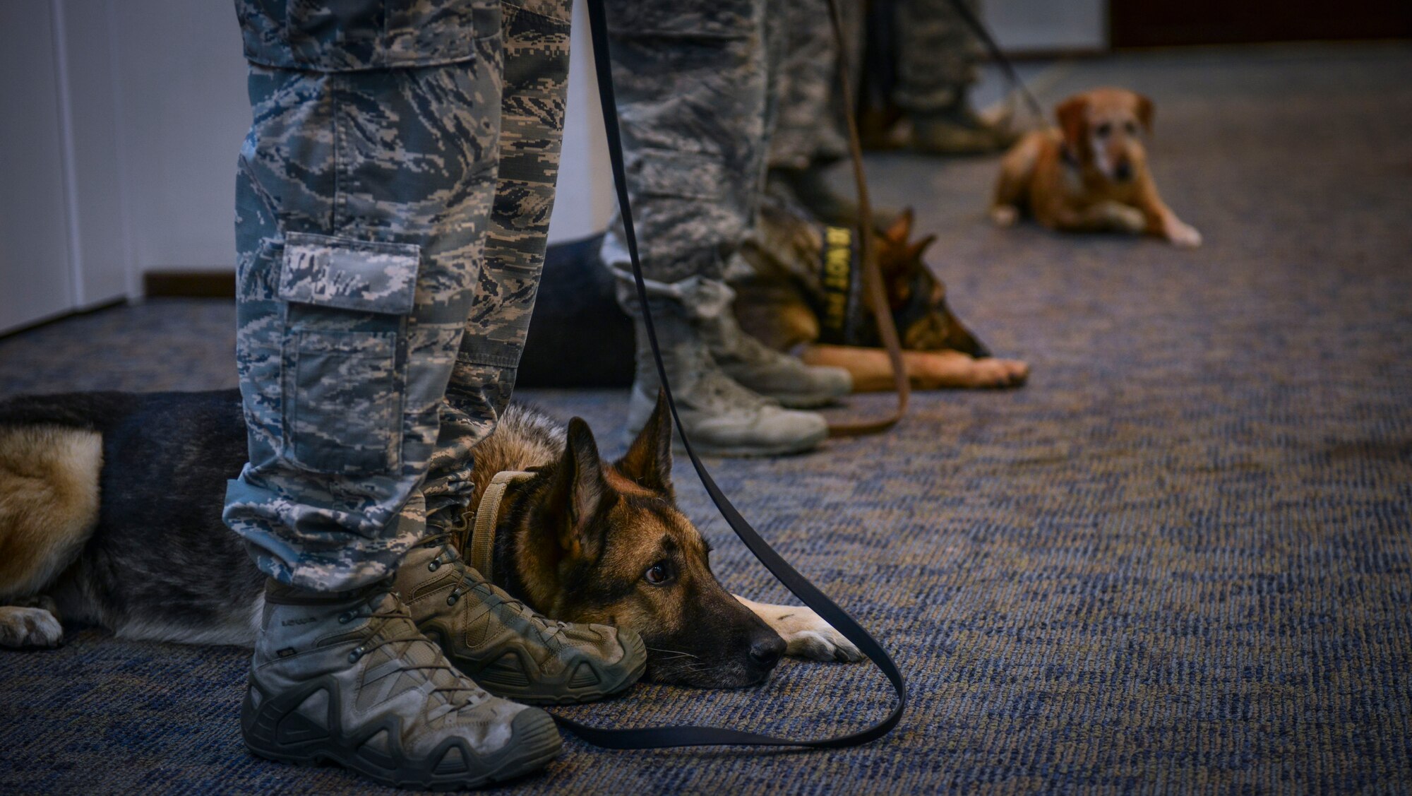 Military working dogs and their handlers from the 39th Security Forces Squadron, attend MWD Kira’s retirement ceremony Oct. 27, 2014, Incirlik Air Base, Turkey.  As a police officer on Incirlik AB, Kira worked the midnight shift keeping the base free of illegal substances.  (U.S. Air Force photo by Senior Airman Nicole Sikorski/Released)