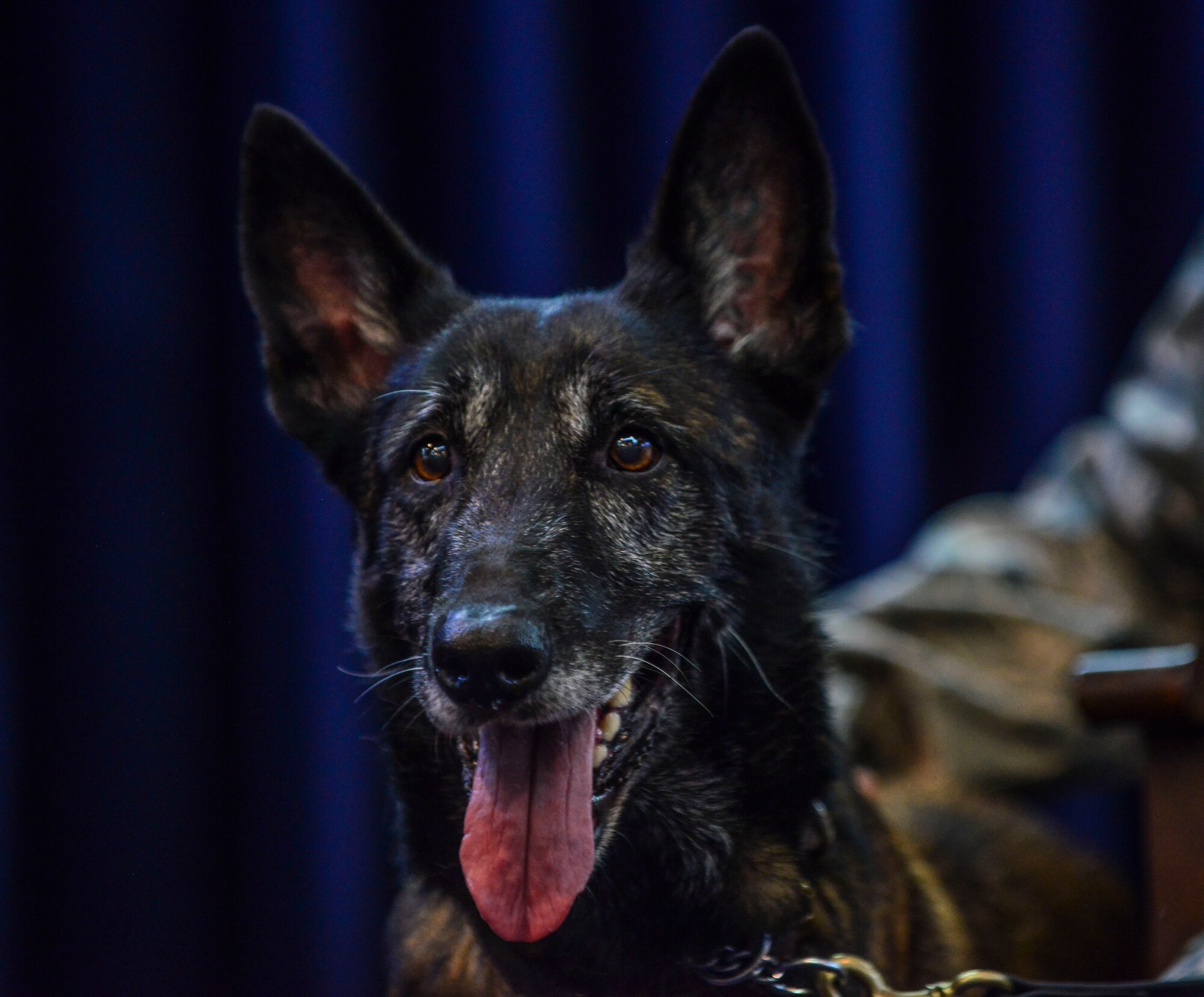 Kira, 39th Security Forces Squadron military working dog, stands on stage during her retirement ceremony Oct. 27, 2014, Incirlik Air Base, Turkey.  Military working dogs play a vital role in the safety and security of all personnel at Incirlik Air Base. (U.S. Air Force photo by Senior Airman Nicole Sikorski/Released)