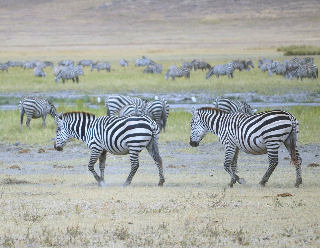 A herd of zebra roams the Ngorongoro Conservation Area in Tanzania, Africa, shown in August 2014. Volunteers from Yuba City, California, took time for a day’s photo safari during their recent mission trip to help improve an orphanage near the city of Arusha.
