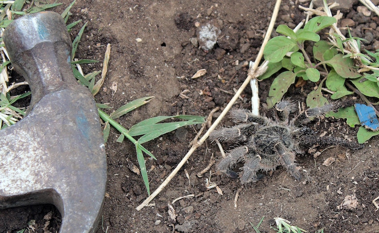 Wildlife in Africa is large – even the spiders, according to Brian Poole, a supervisory engineer in the U.S. Army Corps of Engineers Sacramento District engineering division who visited Tanzania in August 2014 as part of a construction mission to assist an orphanage near the city of Arusha.