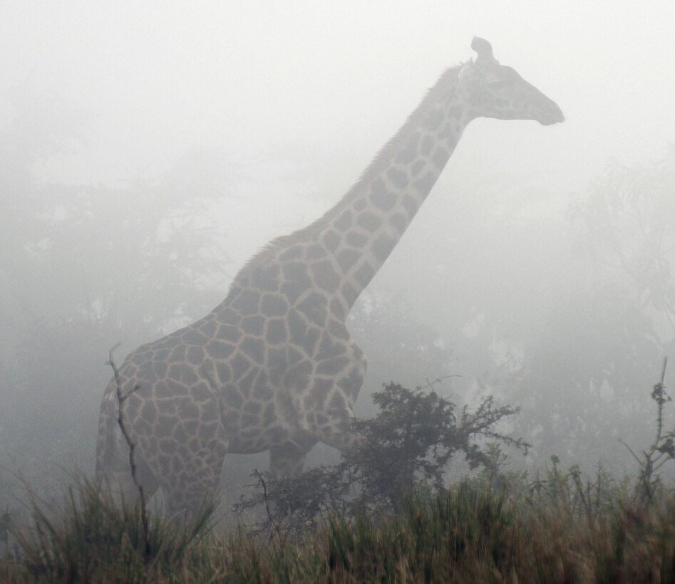 A giraffe is seen through the mist in Tanzania, shown in August 2014.  Volunteers from Yuba City, California, recently returned from their mission trip to help improve an orphanage near the Tanzanian city of Arusha.