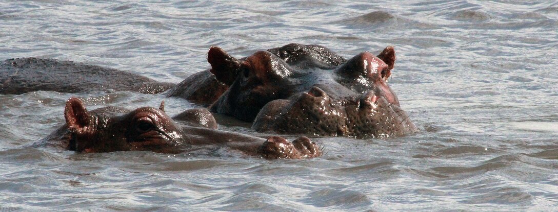 Hippos cruise along a river in the Ngorongoro Conservation Area in Tanzania, Africa, shown in August 2014. Volunteers from Yuba City, California, took time for a day’s photo safari during their recent mission trip to help improve an orphanage near the Tanzanian city of Arusha.