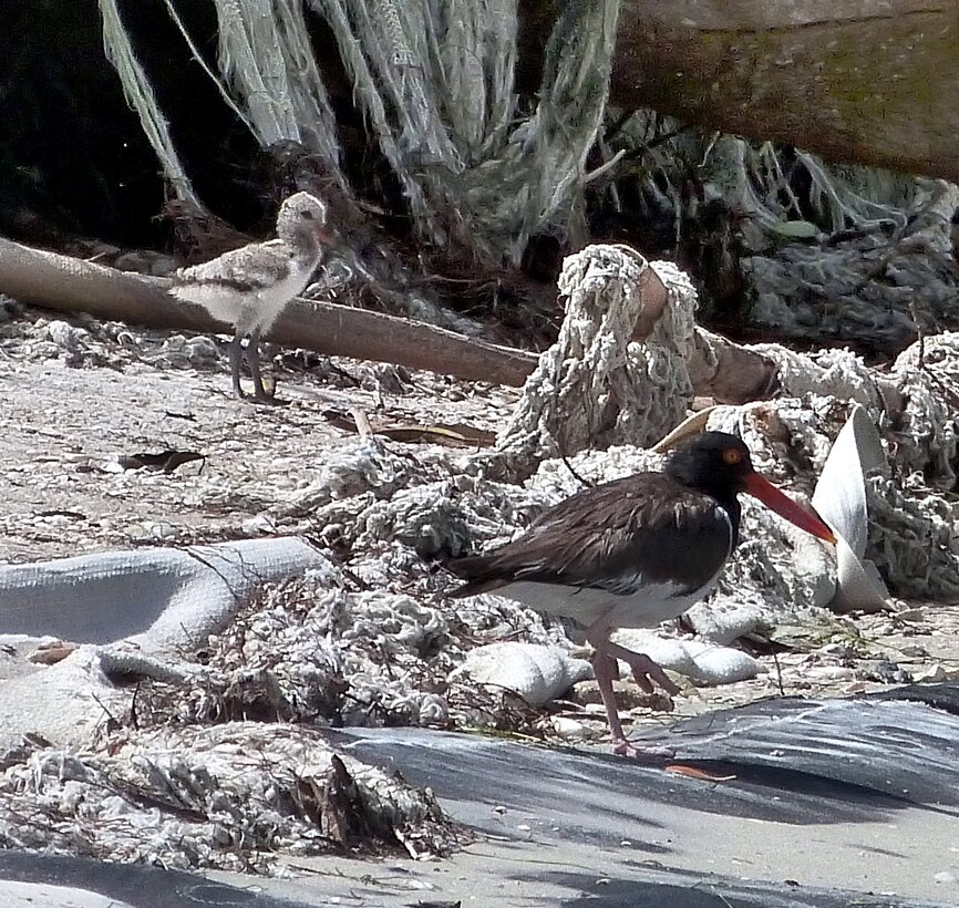 Another important species that nested successfully on DMPF-3D is the American Oystercatcher, considered a species of special concern by the Florida Fish and Wildlife Conservation Commission.  The chick pictured here just recently fledged; he can fly!