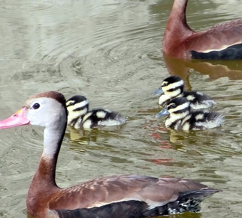 There’s record-breaking breeding success in Florida with Black-Bellied Whistling Ducks on DMPF 3-D.  We will likely fledge upwards of 200 ducks!