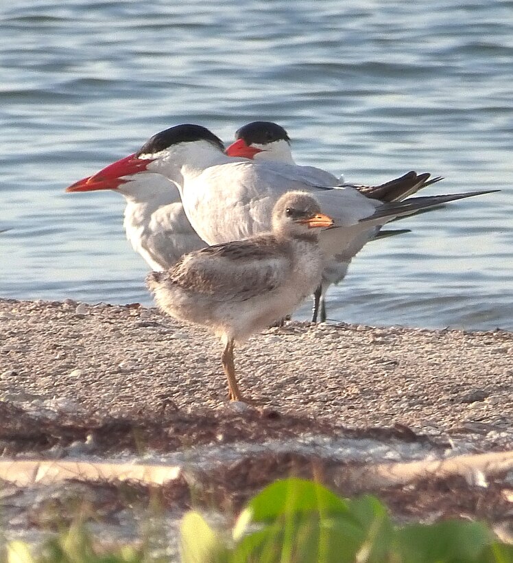 Caspian Tern adults with chicks.