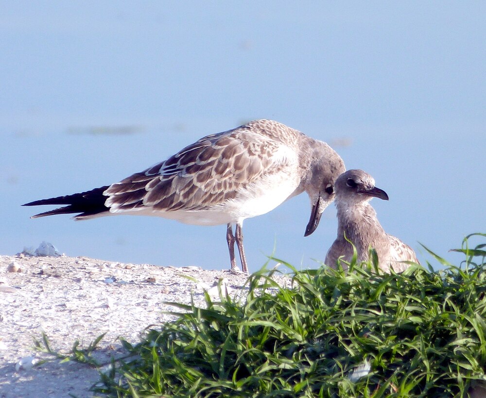 With proper management and planning, human progress can co-exist with the nurturing of precious wildlife.