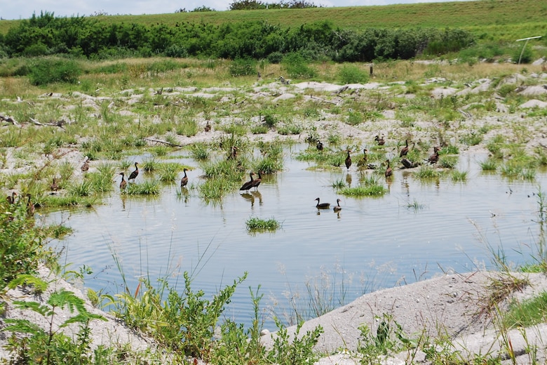 Within the dike’s boundary, this feathered flock made a racket that drowned-out the construction noise.  