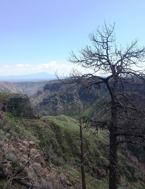 Upper Cochiti Canyon has become ideal bighorn sheep habitat. Forty-five bighorn sheep were released into this area in mid-August as part of an initiative to reintroduce Rocky Mountain Bighorn Sheep into the recovering Las Conchas burn scar.