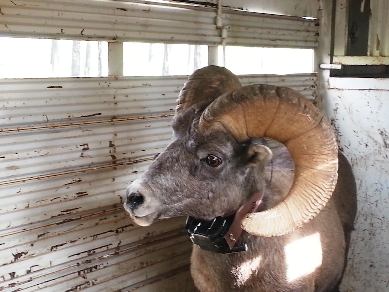 The adult Rocky Mountain Bighorn Sheep that were released have radio collars, some with GPS, that will give biologists new insights about the sheep.  