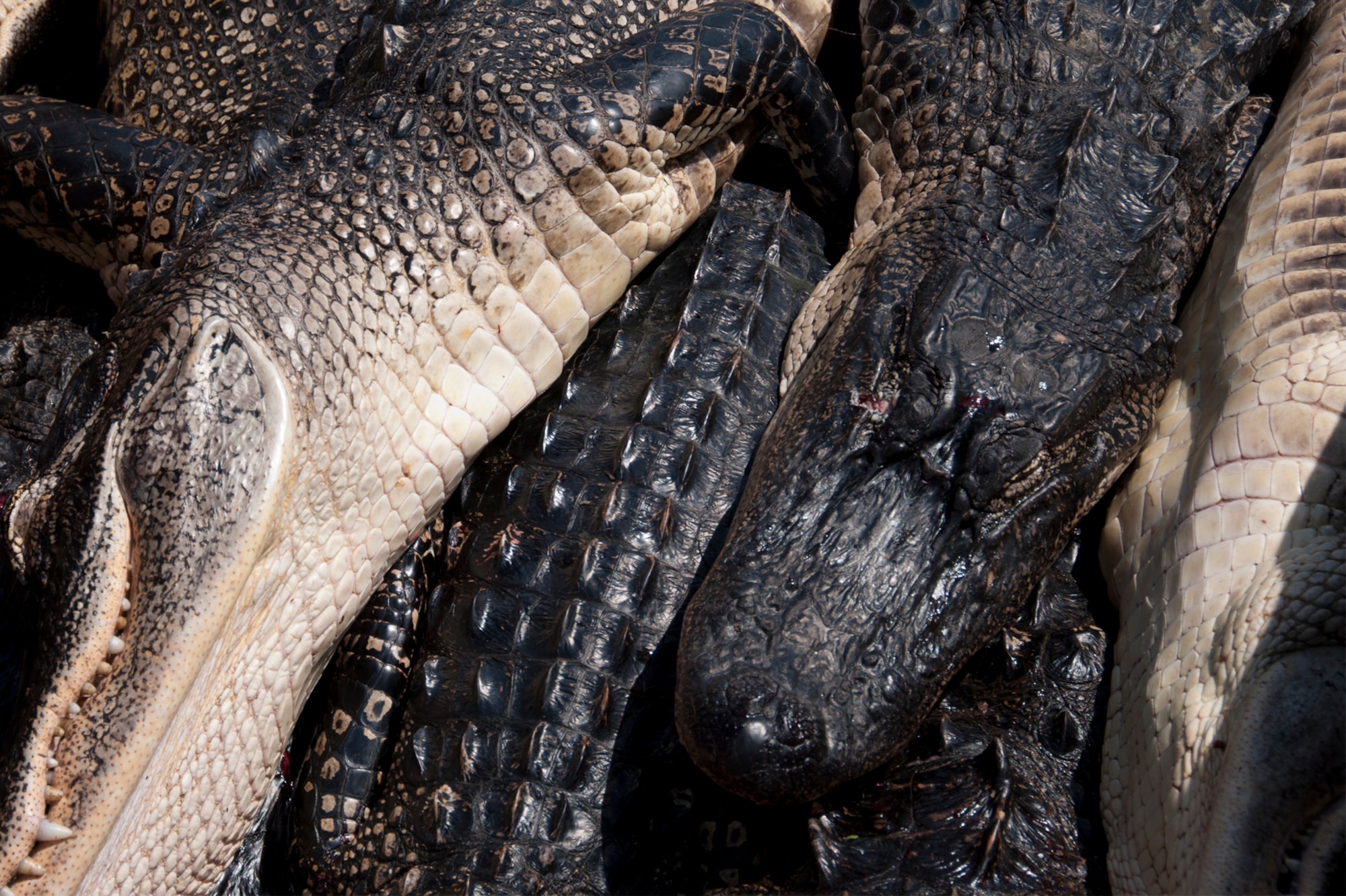 Alligators are stacked two deep after a hunt for wounded veterans at Chicot State Park, Ville Platte, La., Sept. 3, 2014.  Four lucky veterans were able to participate in the event thanks to U.S. Air Force Master Sgt. Darryl Moore, 307th Force Support Squadron and Wounded War Heroes of Louisiana, a veteran outreach group that provides therapy to wounded warriors through outdoor events like this one.  Moore volunteered his time to coordinate the event, in which 28 alligators were bagged over the course of two days. (U.S. Air Force photo by Tech. Sgt. Ted Daigle/released)