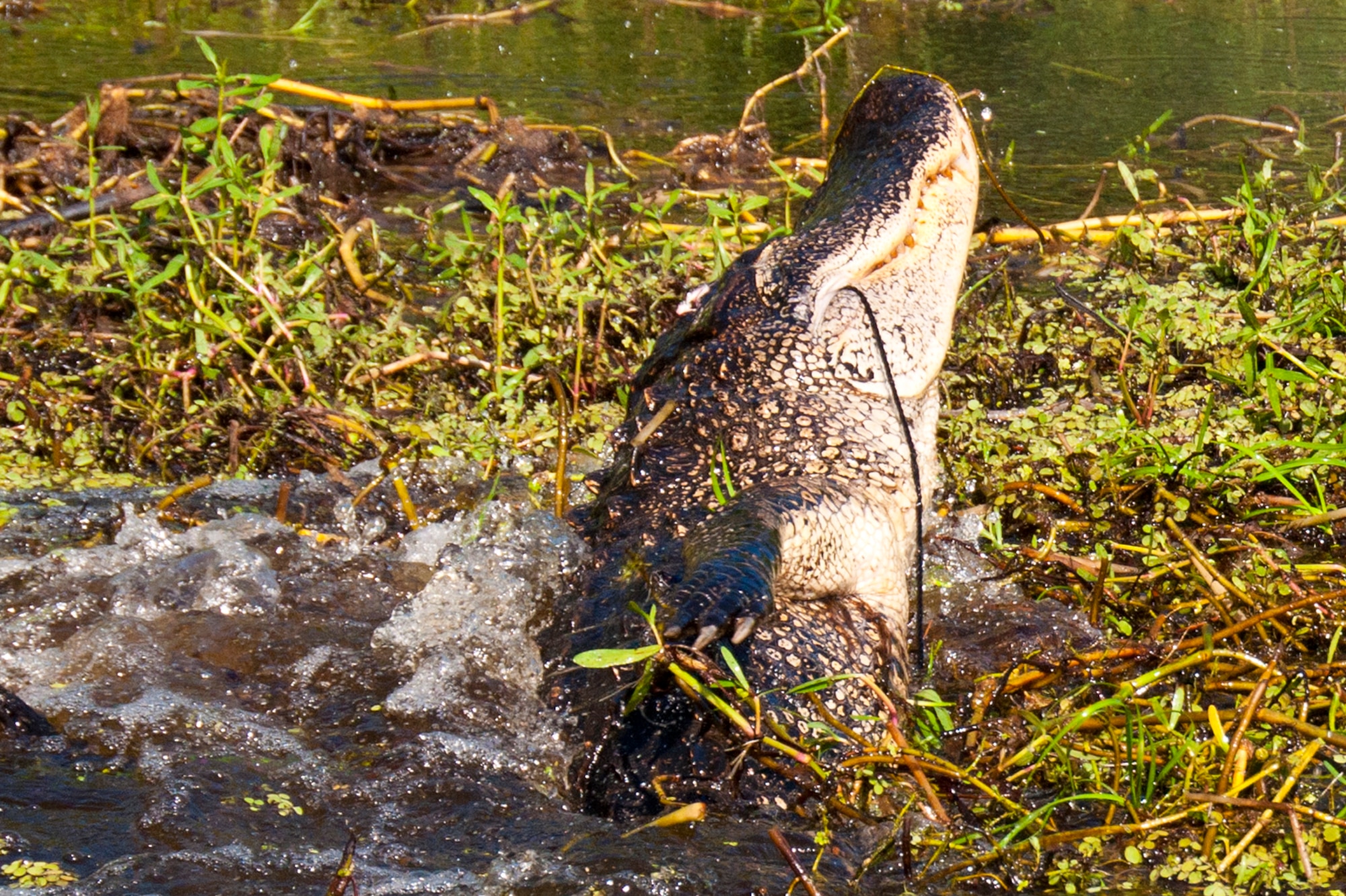 An alligator reels after being shot by U.S. Army veteran Eric Broussard at Chicot State Park, Ville Platte, La. Sept. 3, 2014.  Broussard, a wounded warrior, was taking part in Lousiana's annual alligator thanks to U.S. Air Force Master Sgt. Darryl Moore, 307th Force Support Squadron first sergeant.   Moore coordinated the hunt through the Wounded Warrior Hero Program of Louisiana, a group that sponsors outdoor adventures and events for veterans injured and wounded in recent conflicts. (U.S. Air Force photo by Tech. Sgt. Ted Daigle/released)