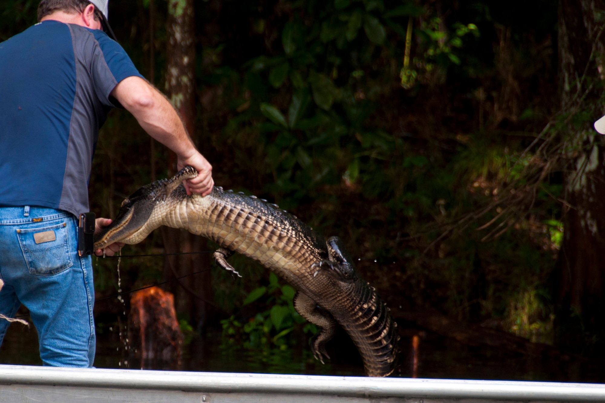 A six foot alligator is thrown into the boat after being hunted down at Chicot State Park, Ville Platte, La. Sept. 3, 2014.  Eric Broussard, a U.S. Army veteran, bagged the big reptile just a few minutes earlier after finding it snagged on one of the fishing lines set the day before.  Broussard was taking part in the hunt thanks to Wounded War Heroes of Louisiana, an outreach group that helps wounded veterans get back to the great outdoors. U.S. Air Force Master Sgt. Darryl Moore, 307th Force Support Squadron first sergeant, coordinated the hunt for the appreciative veterans.  (U.S. Air Force photo by Tech. Sgt. Ted Daigle/released)