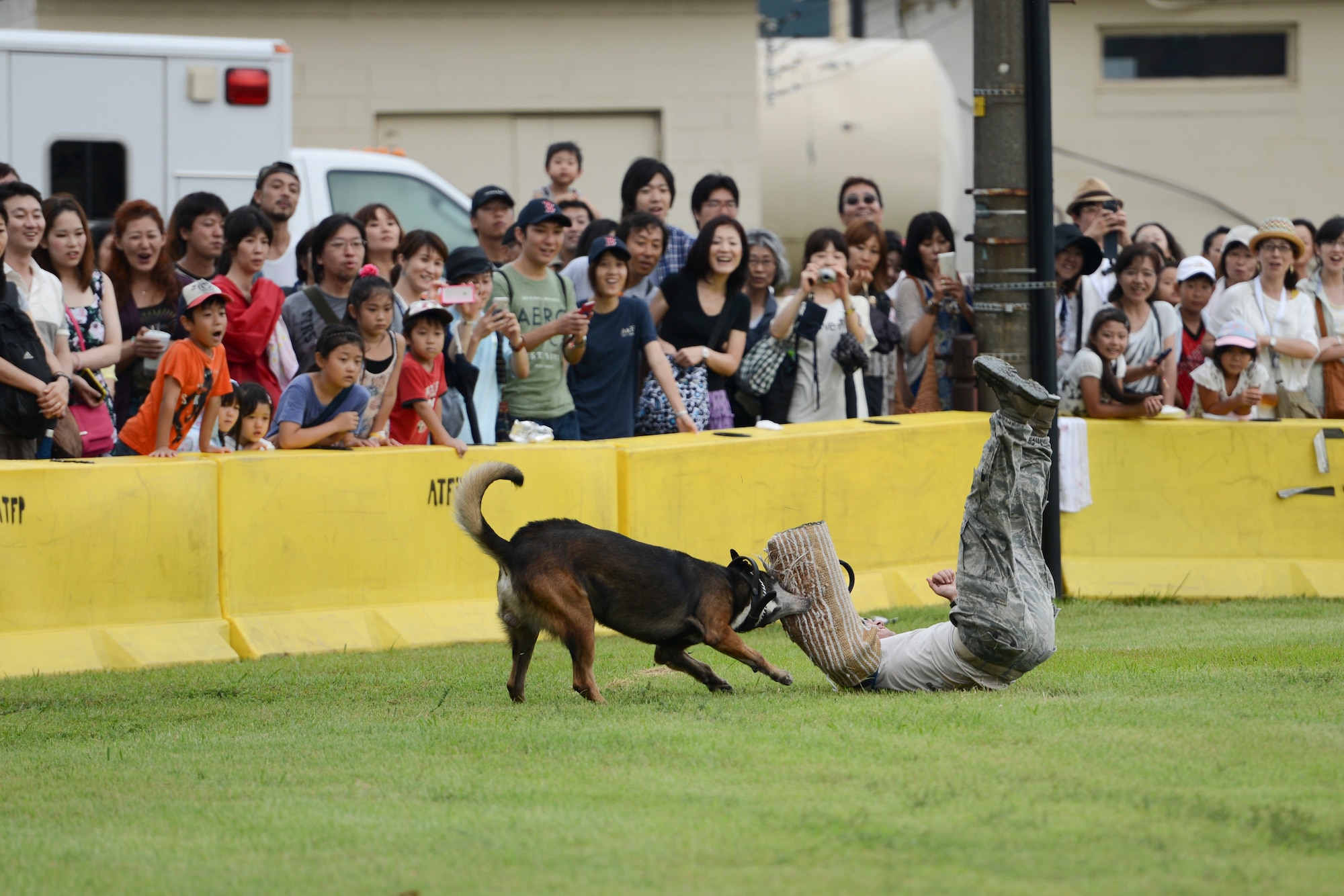 As part of a K-9 demonstration, a military dog takes down his ‘target’ during the 2014 Japanese-American Friendship Festival at Yokota Air Base, Japan, Sept. 6, 2014. The K-9 demonstration was one of many events during the day that showcased Air Force capabilities. (U.S. Air Force photo by Staff Sgt. Cody H. Ramirez/Released)