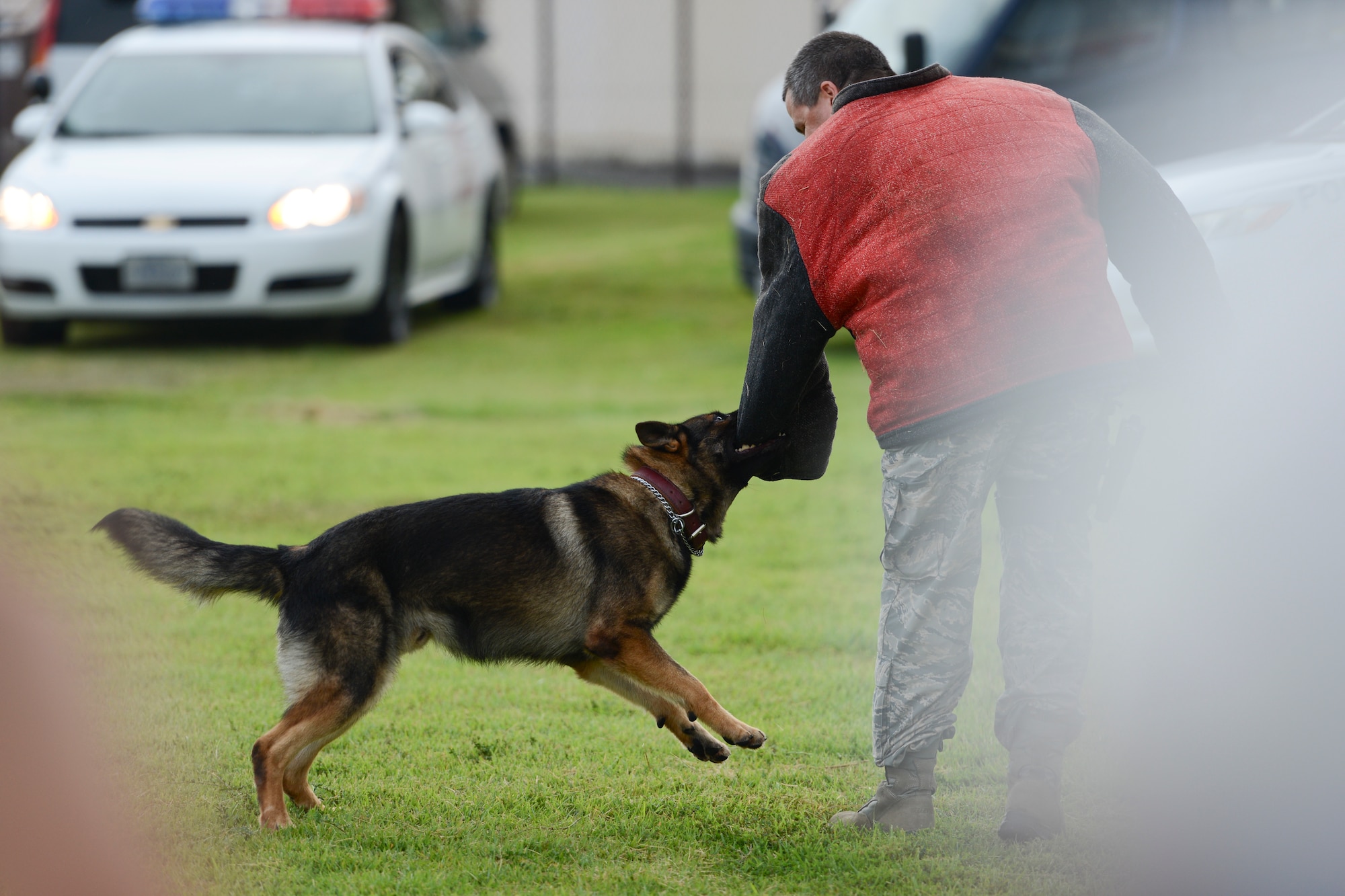 A military working dog shows his take-down technique to a crowd during the 2014 Japanese-American Friendship Festival at Yokota Air Base, Japan, Sept. 6, 2014. The K-9 demonstration was one of many events during the day that showcased Air Force capabilities. More than 148,000 people attended the festival, which showcased the U.S.-Japan alliance. (U.S. Air Force photo by Staff Sgt. Cody H. Ramirez/Released)