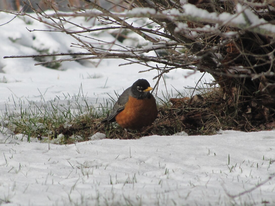 A robin huddles in the underbrush after a spring snow storm at Birch Hill Dam, Royalston, Mass. We encourage visitors to respectfully enjoy the plants and animals that make Birch Hill Dam their home by observing from a safe distance and not littering.