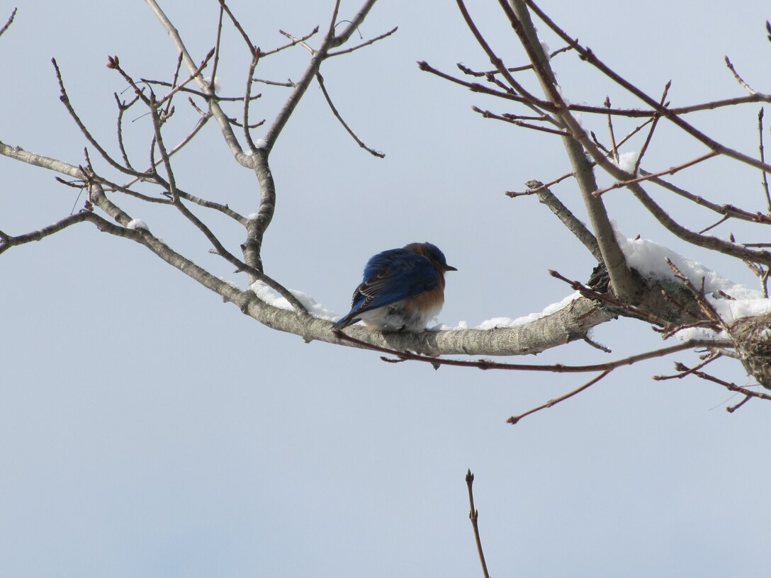 A bluebird perches on a tree limb after a spring snow storm at Birch Hill Dam, Royalston, Mass. We encourage visitors to respectfully enjoy the plants and animals that make Birch Hill Dam their home by observing from a safe distance and not littering.