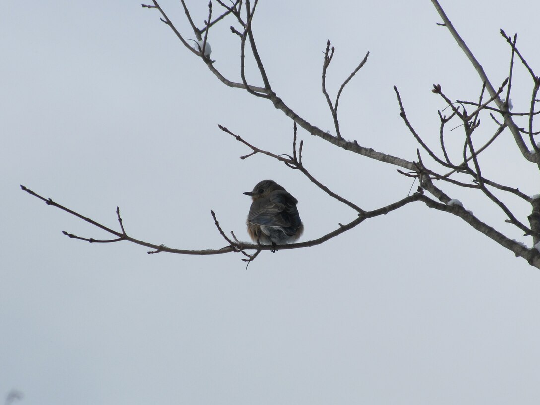 A bluebird perches on a tree limb after a spring snow storm at Birch Hill Dam, Royalston, Mass. We encourage visitors to respectfully enjoy the plants and animals that make Birch Hill Dam their home by observing from a safe distance and not littering.