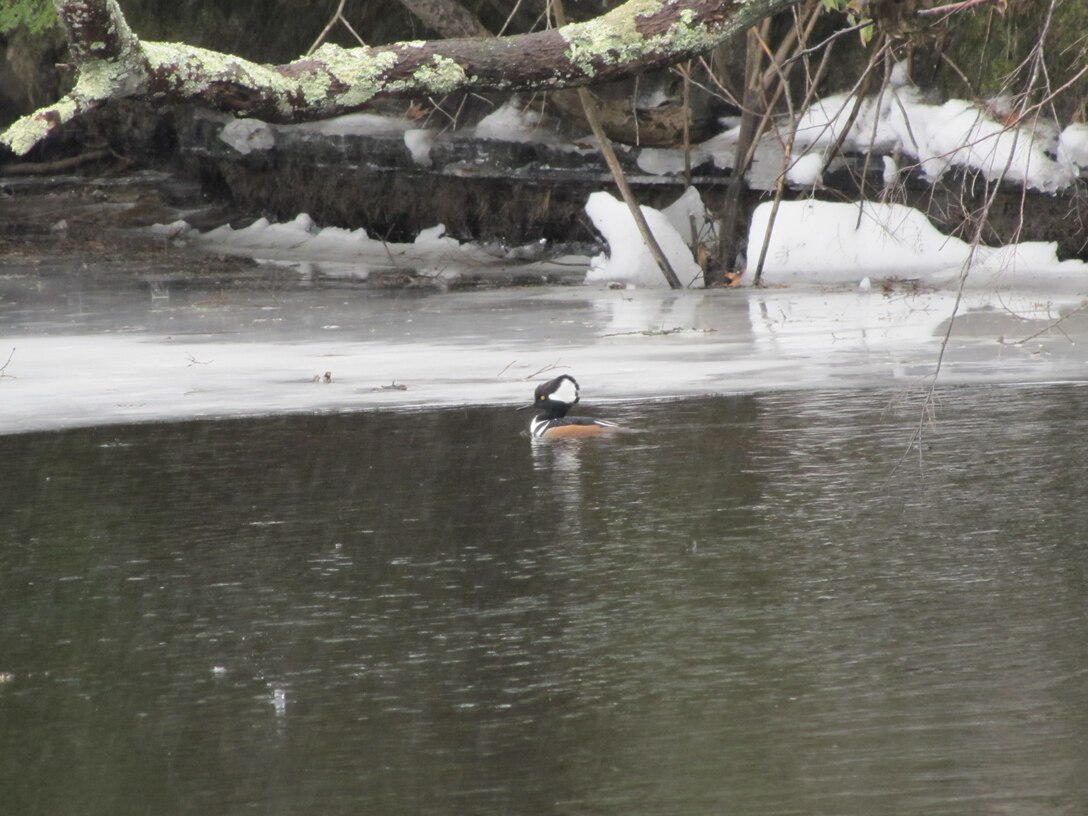 A hooded merganser swims in the icy waters at Tully Lake, Royalston, Mass.