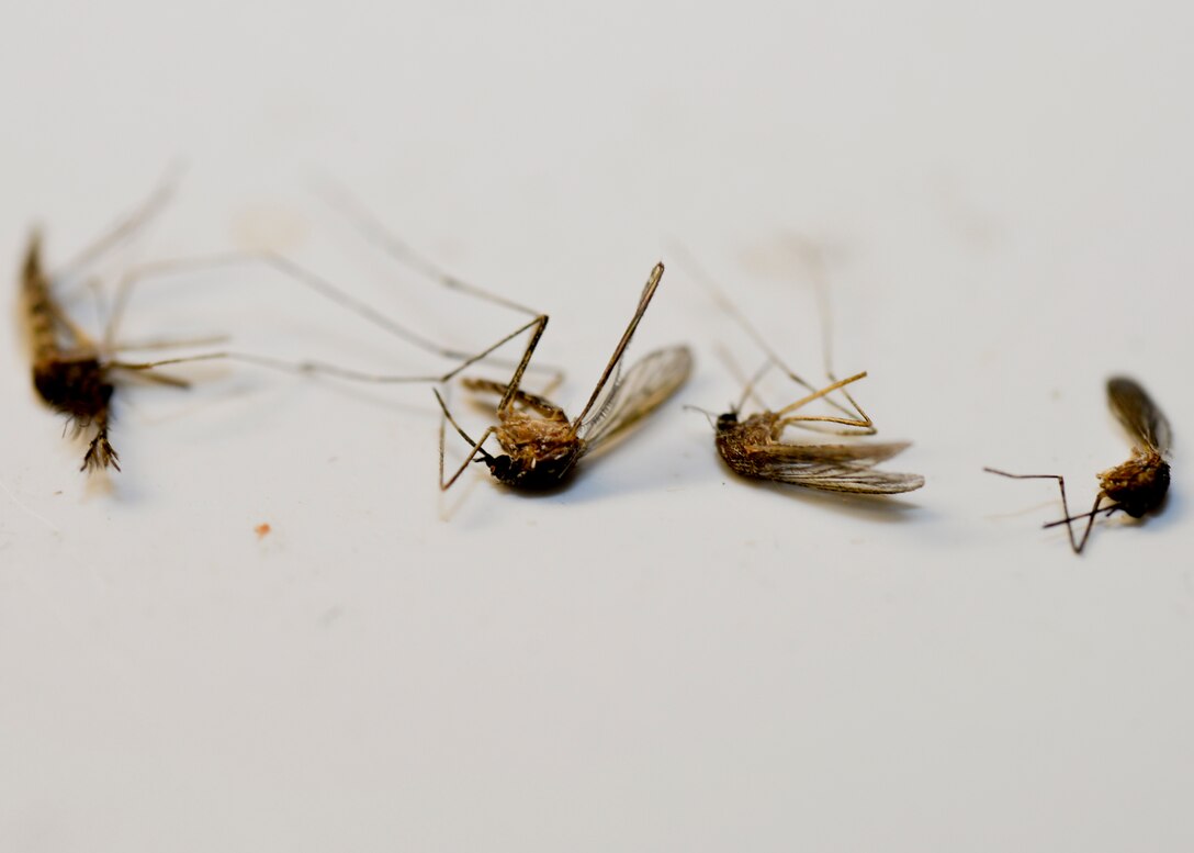 Mosquitoes captured around the base are analyzed for diseases and viruses that may pose a potential threat to the surrounding community at Ellsworth Air Force Base, S.D., Sept. 2, 2014. The 28th Medical Operations Squadron Public Health office monitors, traps, and ships mosquitoes for testing from June to September every year. (U.S. Air Force photo by Senior Airman Anania Tekurio/Released)