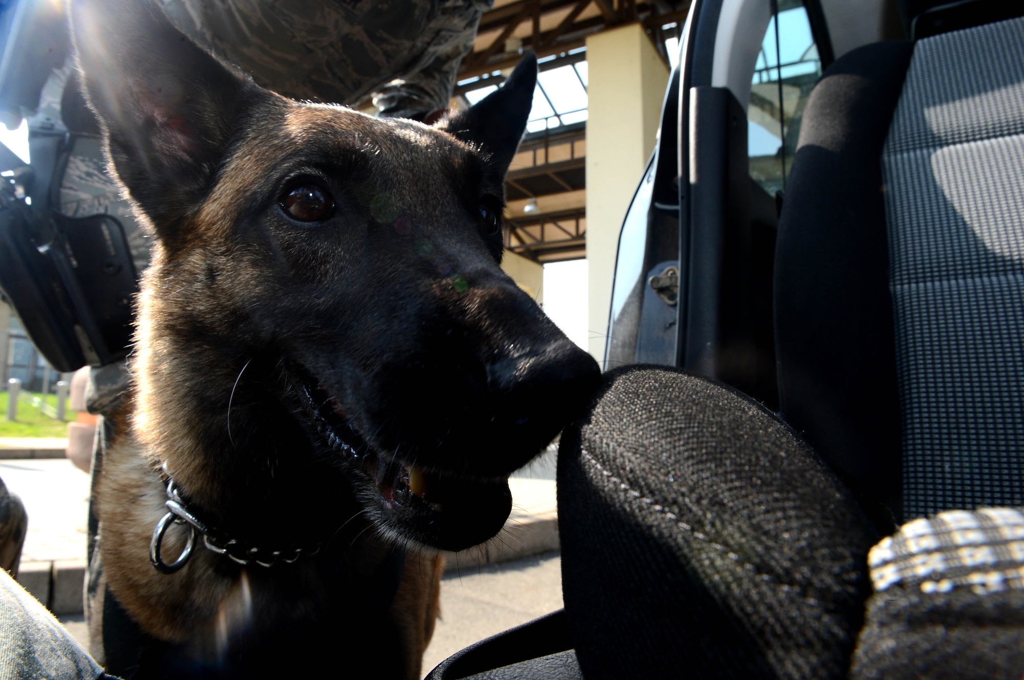 Joice, a 52nd Security Forces Squadron military working dog, smells the passenger side of a vehicle to search for illegal substances at Spangdahlem Air Base, Germany, Sept., 9, 2014. Security forces members always remain vigilant by randomly searching vehicles as an anti-terrorism measure. Police dogs are used to detect explosive, illegal drugs or other harmful substances. (U.S. Air Force photo by Airman 1st Class Kyle Gese/Released)