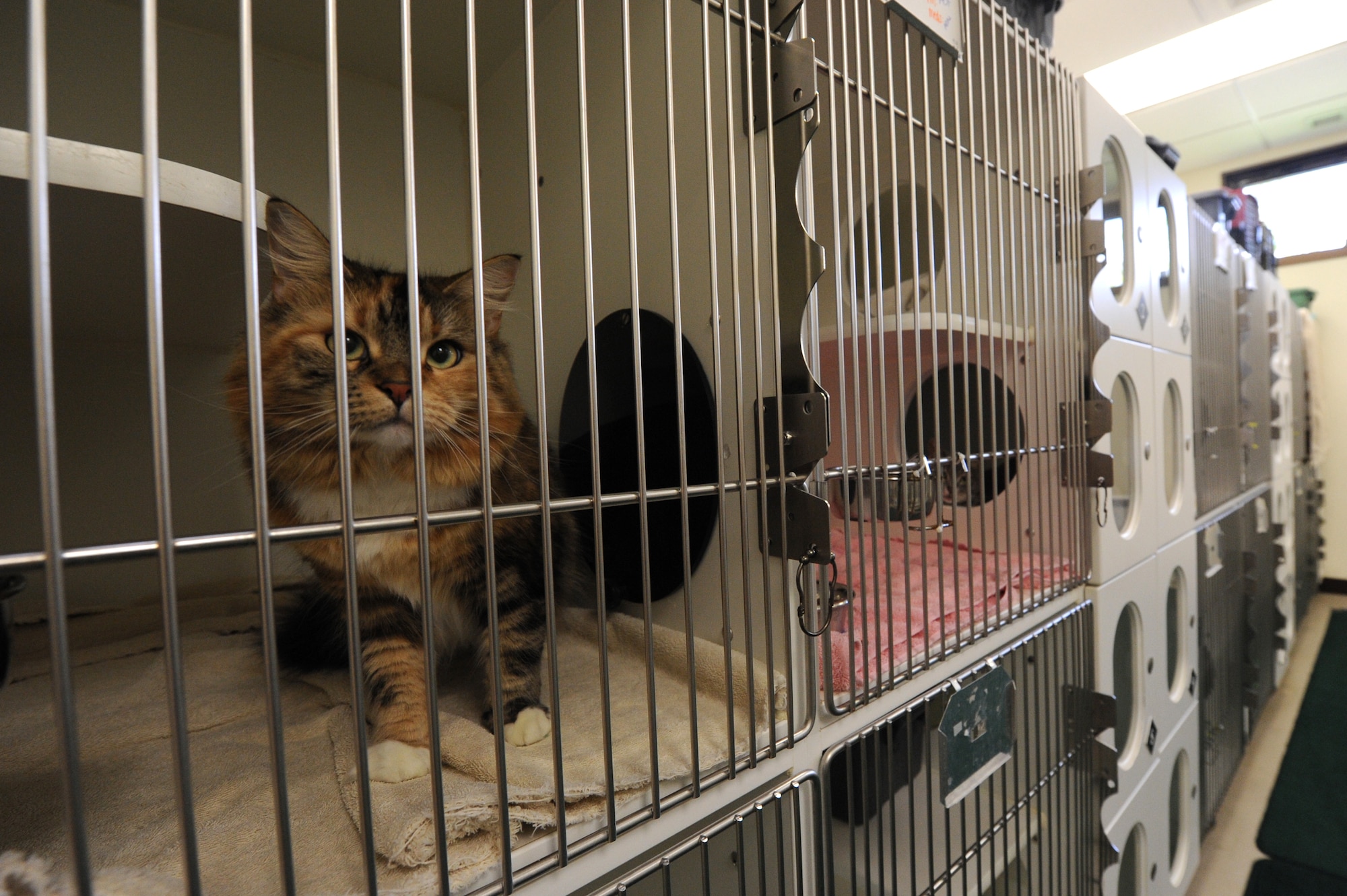 Ellie, a boarder at Karing Kennels, sits in one of the 24 cat condos on Kadena Air Base, Japan, Sept. 9, 2014. Karing Kennels, part of the 18th Force Support Squadron, provides support to the military families by  giving care to their pets when it is needed. (U.S. Air Force photo by Airman 1st Class Stephen G. Eigel/Released)