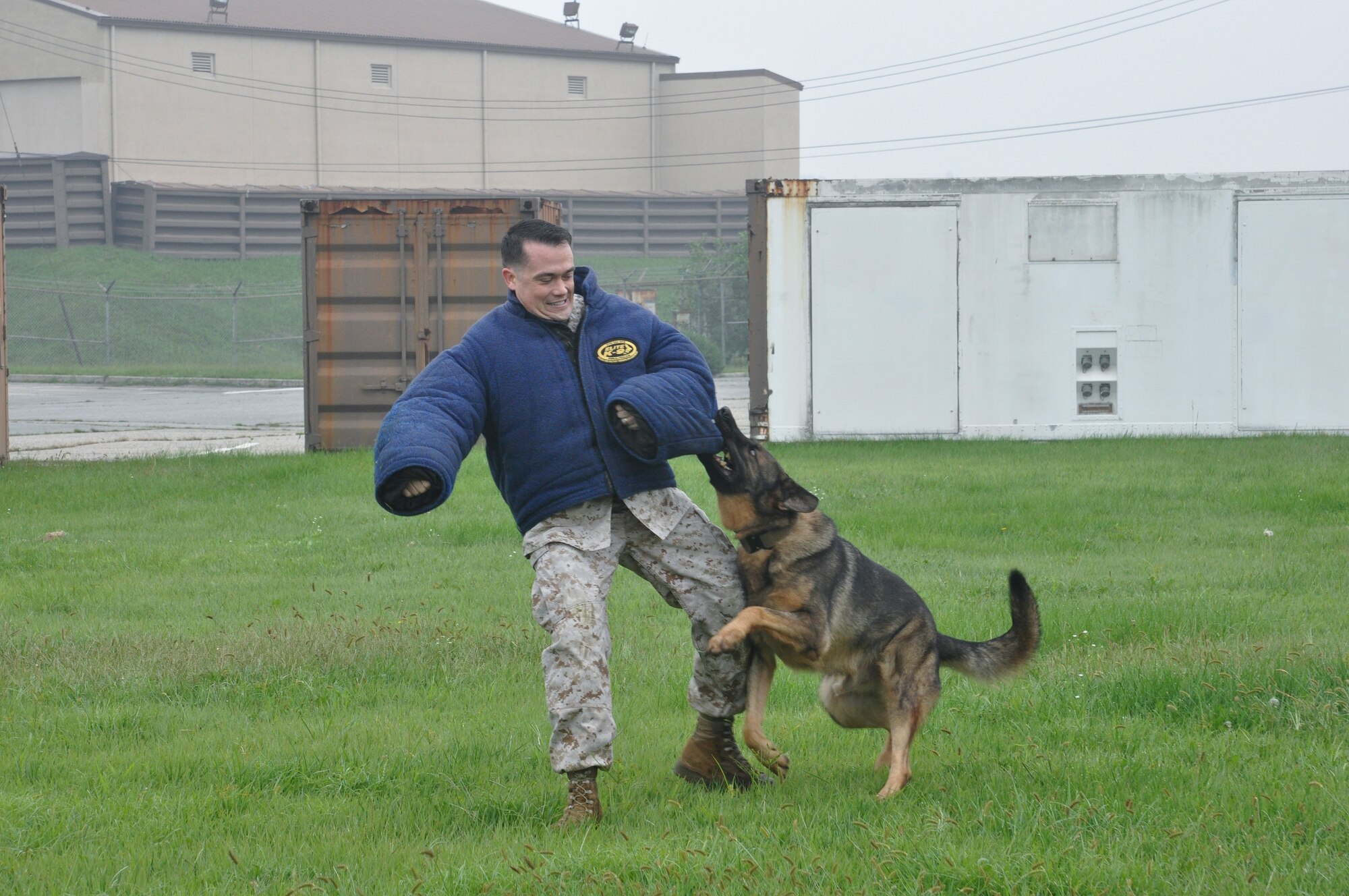 U.S. Marine Maj. Bryon DeCastro, 7th AF Marine liaison, attempts to pull away from Aris, 51st Security Forces Squadron military working dog, during a K-9 demonstration at Osan Air Base, Republic of Korea, Sept. 8, 2014.  Leadership from across Team Osan participated in the annual Mustang Immersion to develop a better understanding of what Osan Airmen are able to bring to the fight.  (U.S. Air Force photo/Capt. Robert Howard)