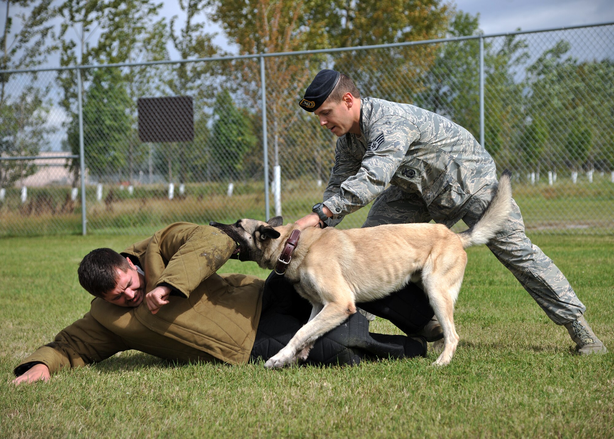 Staff Sgt. Brett Silmon, 319th Security Forces Squadron military working dog handler, commands his K9 partner, Arco, to attack Staff Sgt. Richard Lynn, a simulated aggressor, during a training exercise on Sept. 11, 2014, on Grand Forks Air Force Base, N.D. Silmon and Arco practice patrol maneuvers to maintain quick responsiveness and listening skills. (U.S. Air Force photo/Senior Airman Xavier Navarro)