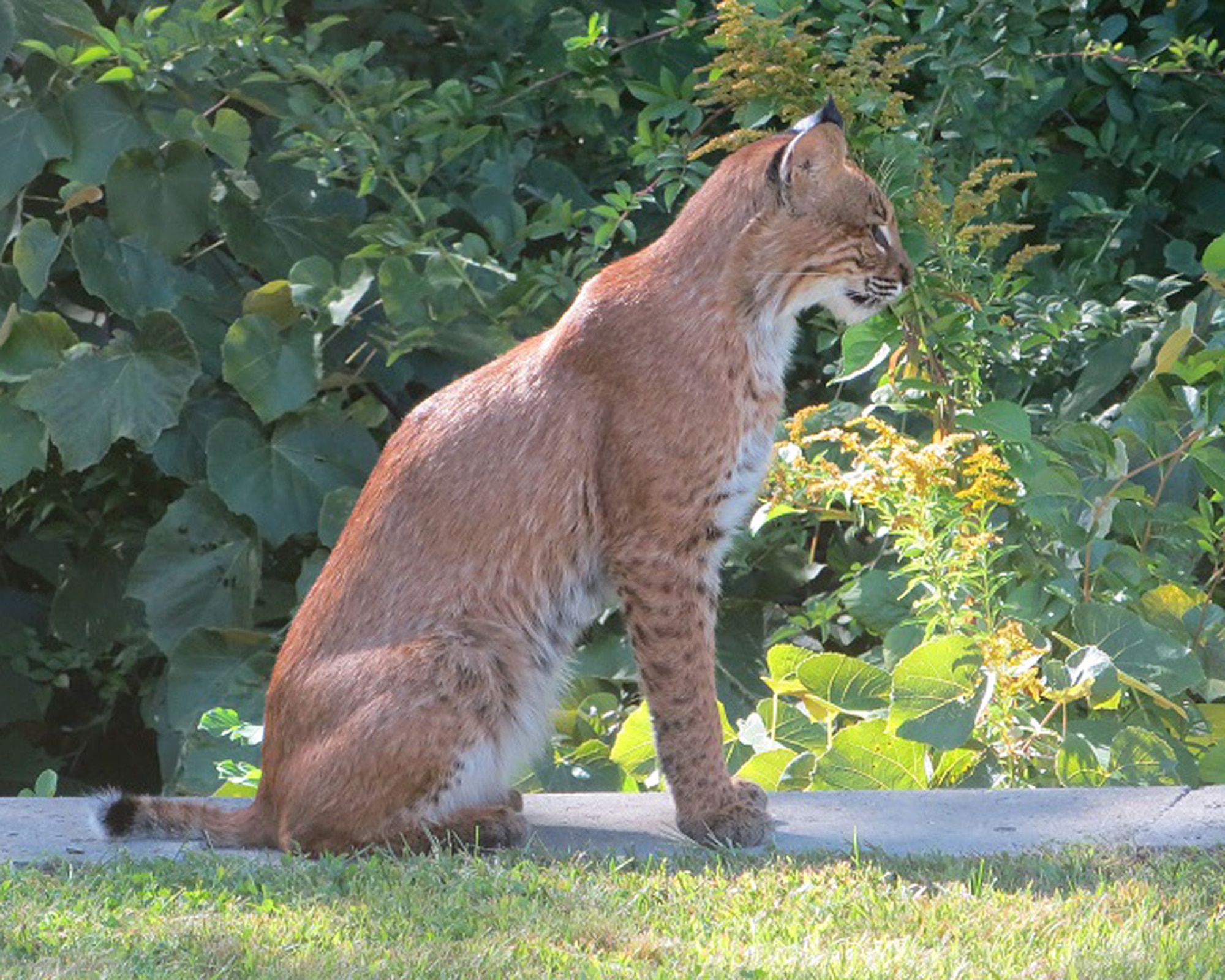 Bobcat sighting on base reported > Hanscom Air Force Base > Article Display