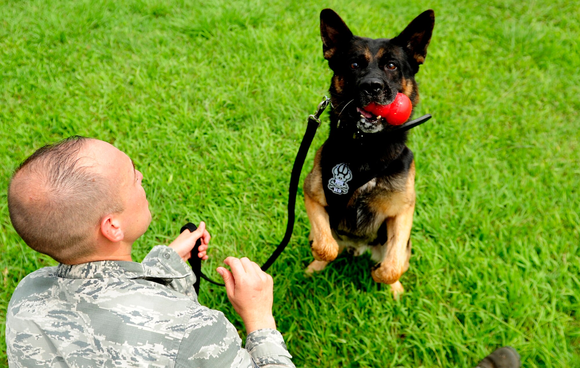 Dax, 18th Security Forces Squadron military working dog, catches a chew toy tossed by U.S. Air Force Staff Sgt. Jason Allaire, 18th SFS military working dog handler, on Kadena Air Base, Japan, Sept.10, 2014. After completing the course, obeying commands, and performing duties effectively, the dogs are rewarded with their chew toy. (U.S. Air Force photo by Airman 1st Class Keith James/Released)