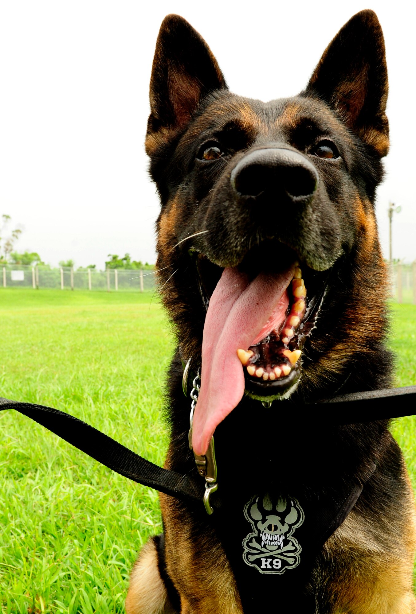 Dax, 18th Security Forces Squadron military working dog, sits for a photo after being commanded by his dog handler on Kadena Air Base, Japan, Sept.10, 2014. The military working dog mission here at the 18th Wing is to provide a physiological deterrence for anyone trying to gain access to an installation without proper authorization, patrolling the base and providing detection of explosives and drugs capabilities. (U.S. Air Force photo by Airman 1st Class Keith James/Released)