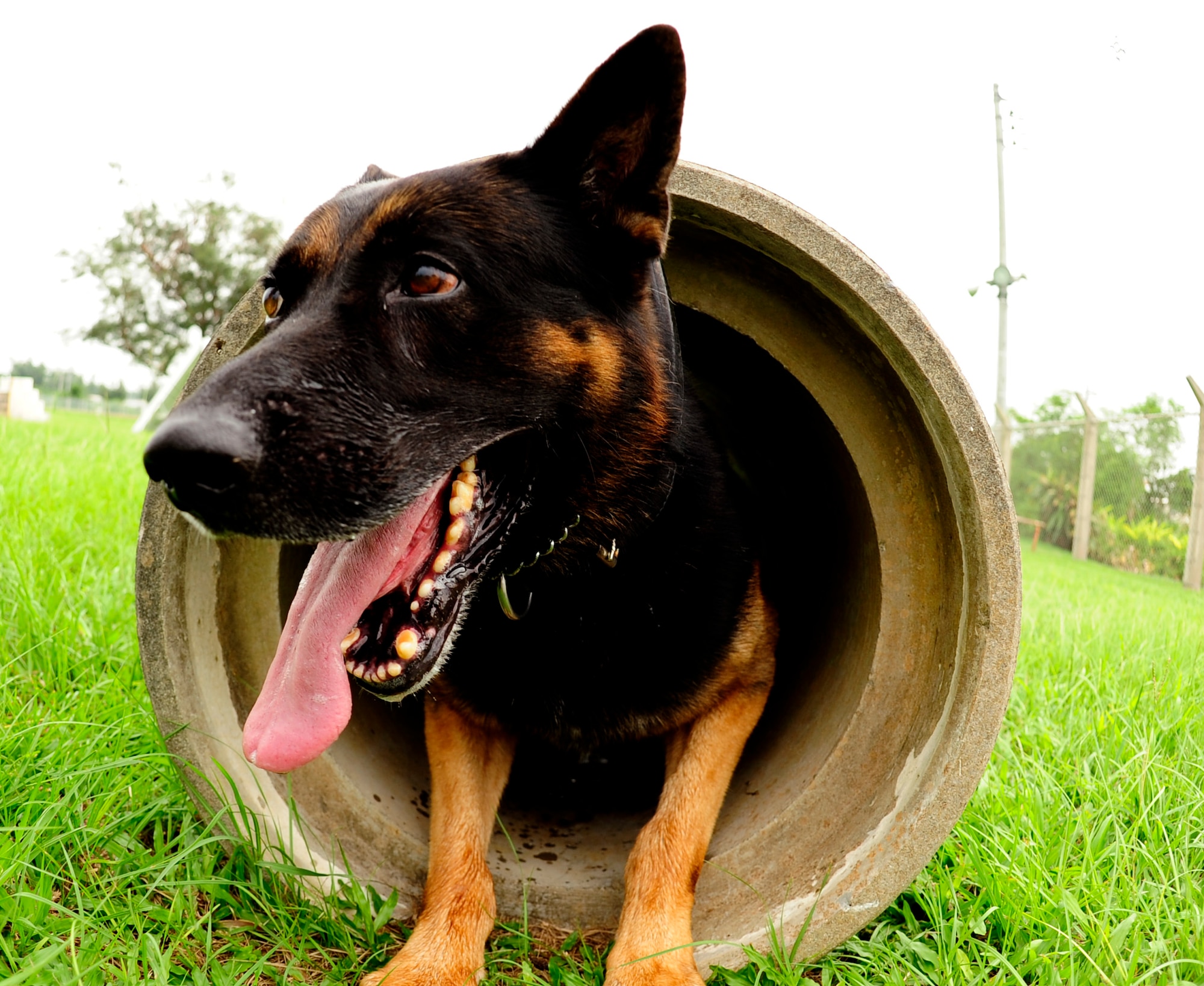 Dax, 18th Security Forces Squadron military working dog, exits a tunnel after running through an obstacle course on Kadena Air Base, Japan, Sept.10, 2014. The obstacle course contained nine different obstacles included jumping over boards, balance, pyramid walk, and crawling through tunnels. Training every day helps the military working dog accomplish its mission here at the 18th Wing, which is to provide a physiological deterrence for anyone trying to gain access to an installation without proper authorization, patrolling the base and providing detection of explosives and drugs capabilities.  (U.S. Air Force photo by Airman 1st Class Keith James/Released)