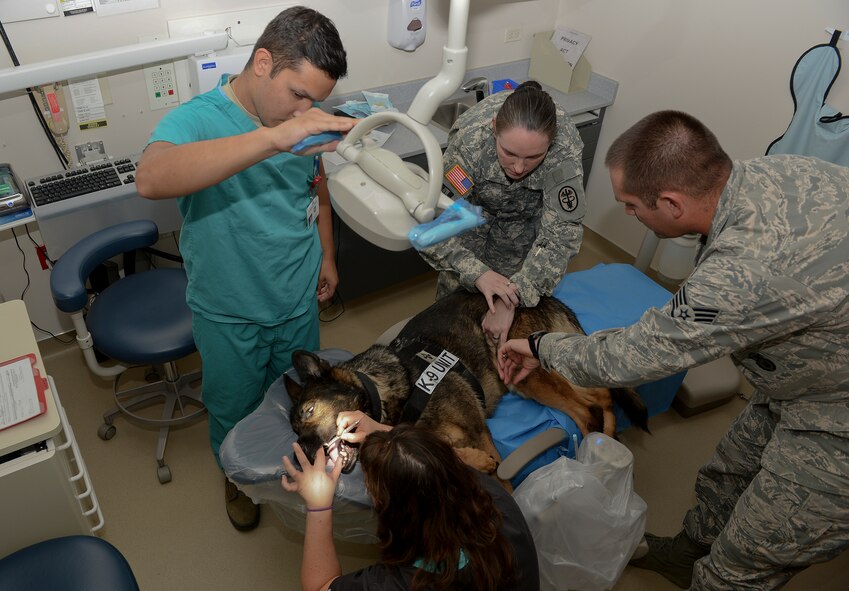 Doctors start prepare Britt, a military working dog for an x-rays exam Sept. 18, 2014, at McConnell Air Force Base, Kan. Britt had complications within his mouth which required dental care. (U.S. Air Force photo/Airman 1st Class Colby L. Hardin)
