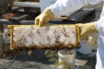 The Travis bee colonies produce approximately 10 gallons of honey every year. The bees are relocated from populated areas on the base to remote locations to protect the bee population.  (U.S. Air Force photo/Senior Airman Bryan Swink)