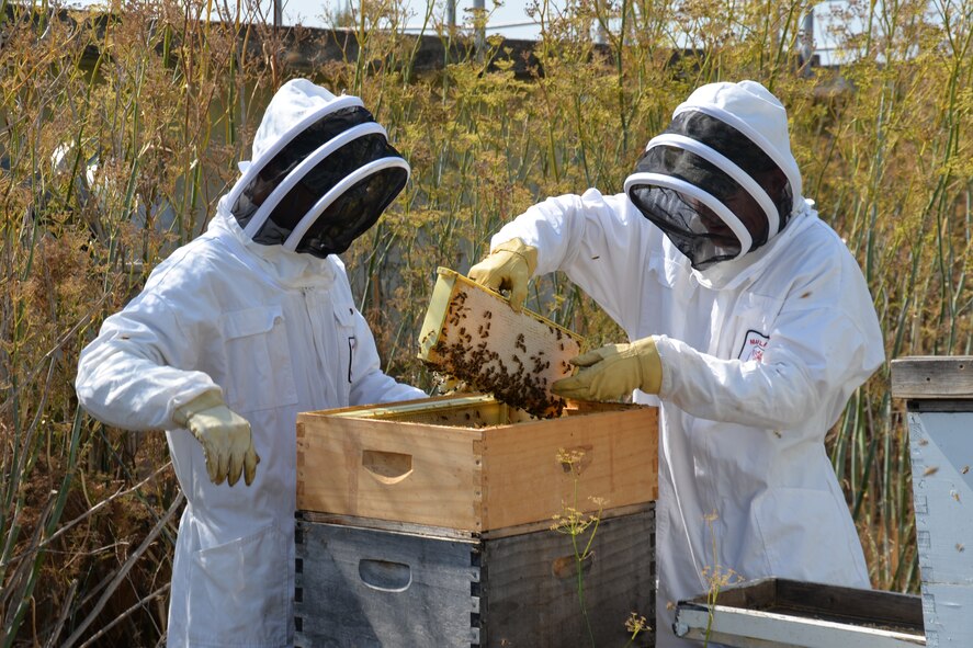 Airman 1st Class Will Brazier (left) and Airman 1st Class Brandon Burholder, 60th Civil Engineer Squadron Pest Management technicians, extract a frame from a beehive Sept. 10 on Travis.  Instead of killing the bee colonies found in populated locations on Travis, the pest management team will relocate the colonies to unpopulated areas on the base and harvest they honey. The team harvests approximately 100 gallons of honey every year. (U.S. Air Force photo/Senior Airman Bryan Swink)