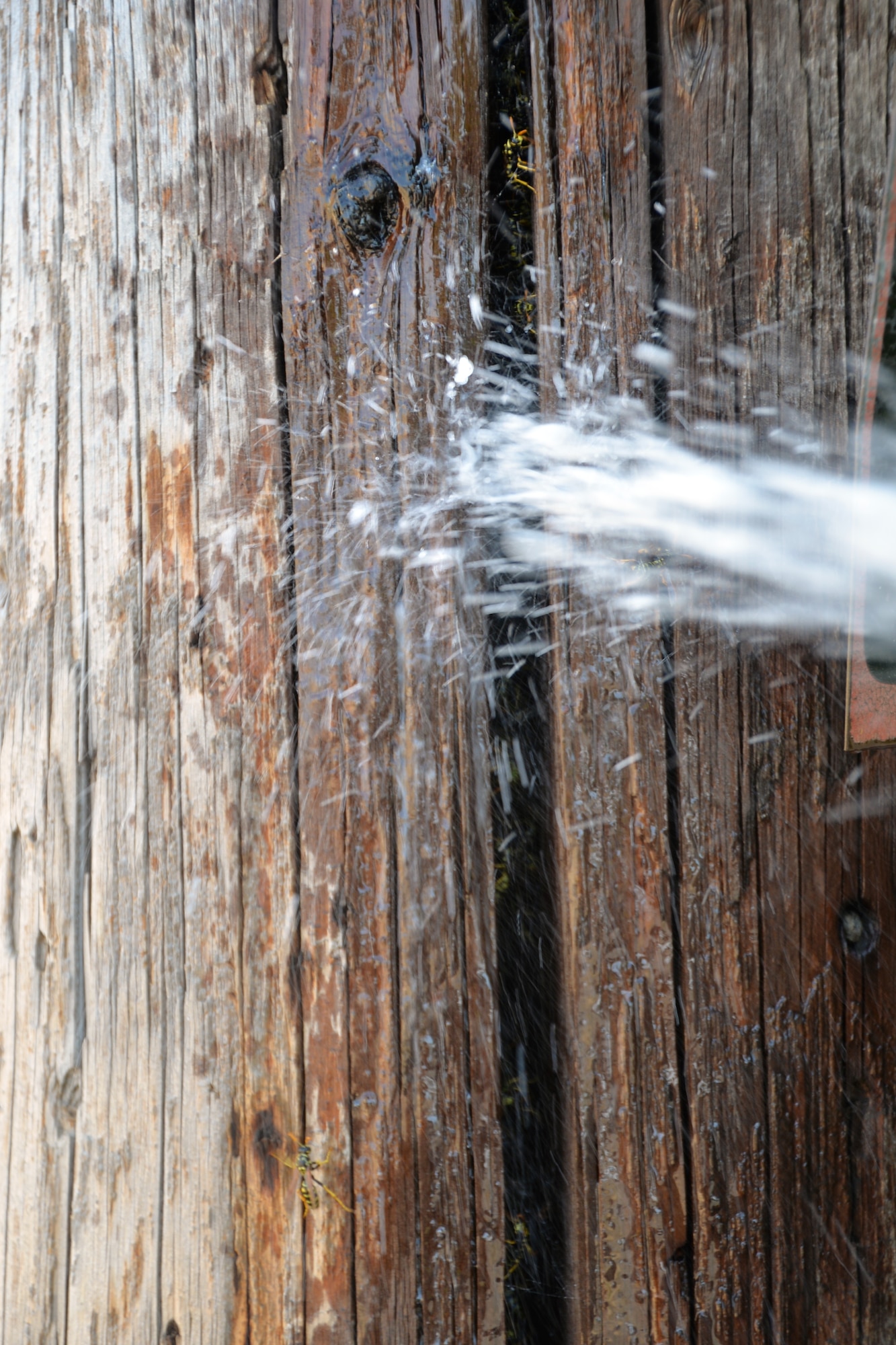 Wasps immediately react and then die after members of the 60th Civil Engineer Squadron Pest Management Flight spray the hive located inside a wooden telephone pole. (U.S. Air Force photo/Senior Airman Bryan Swink)