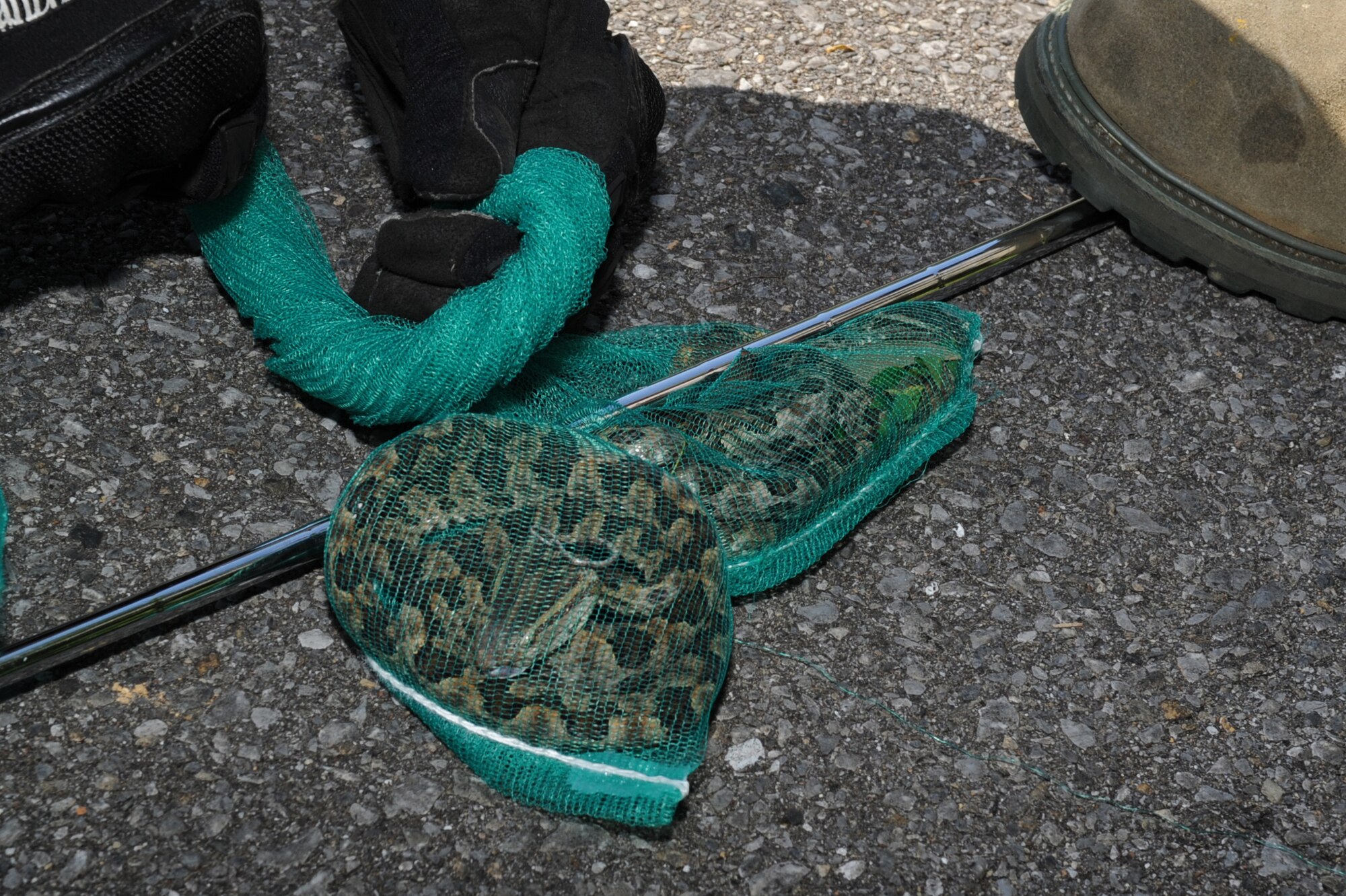 U.S. Air Force Senior Airman Nicholas Stokes, 18th Civil Engineering Squadron pest management journeyman, secures a Taiwan Habu during trapping in the munitions area on Kadena Air Base, Japan, Sept. 17, 2014. The Taiwan Habu is an extremely invasive species and is trapped and collected on Kadena for study. (U.S. Air Force photo by Airman 1st Class Zackary A. Henry/Released)