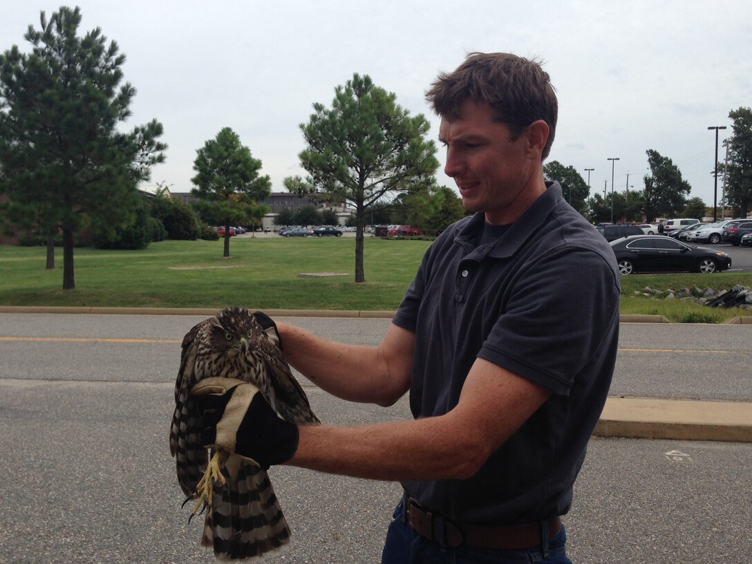Thomas Olexa, 633rd Civil Engineer Squadron Natural Resources manager, holds a Cooper's Hawk at Langley Air Force Base, Va., Sept. 23, 2014. The hawk was spotted near the post office with an injury to its wing. (Courtesy photo)
