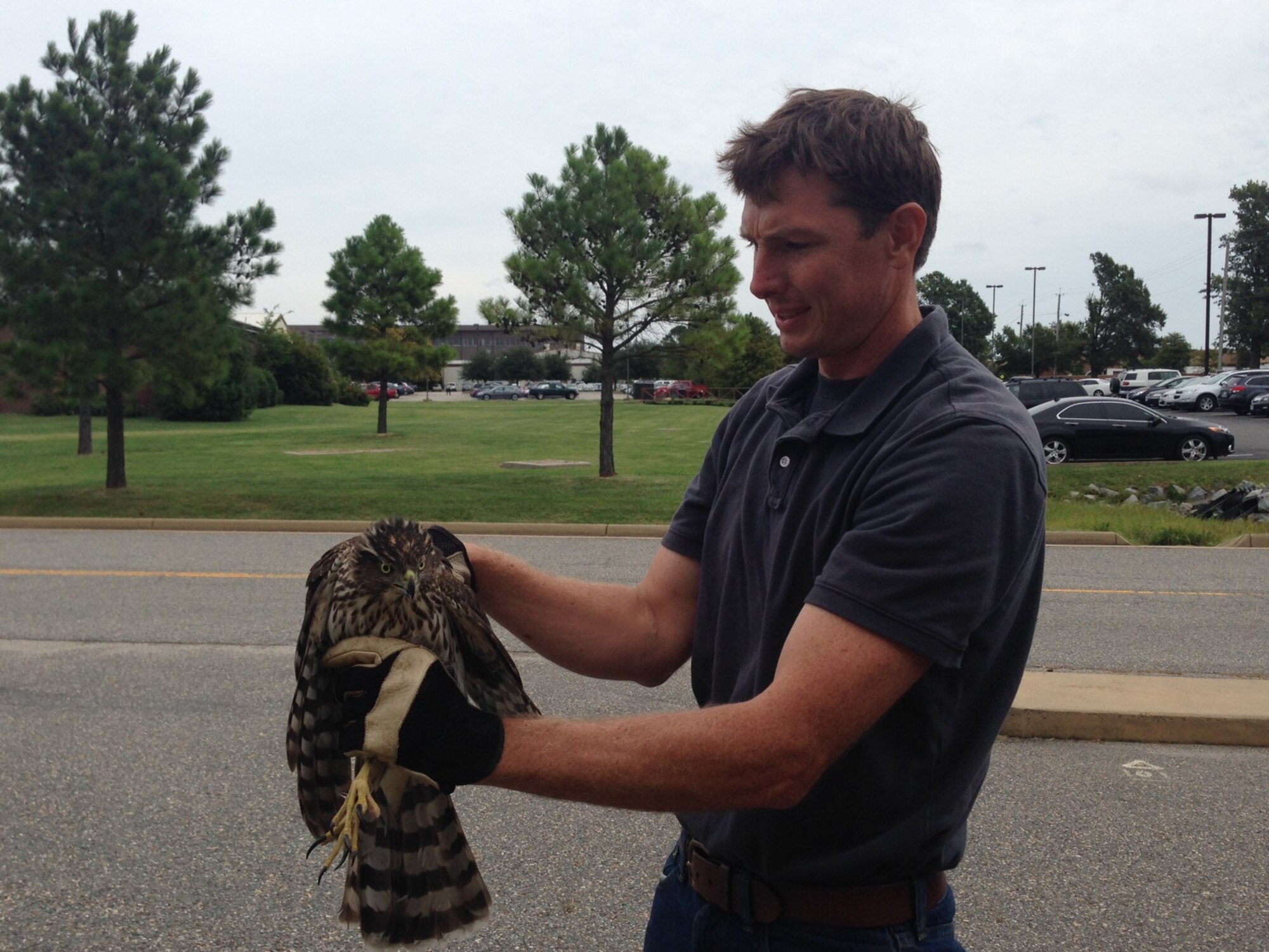 Thomas Olexa, 633rd Civil Engineer Squadron Natural Resources manager, holds a Cooper's Hawk at Langley Air Force Base, Va., Sept. 23, 2014. The hawk was spotted near the post office with an injury to its wing. (Courtesy photo)