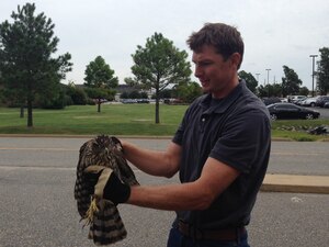 Thomas Olexa, 633rd Civil Engineer Squadron Natural Resources manager, holds a Cooper's Hawk at Langley Air Force Base, Va., Sept. 23, 2014. The hawk was spotted near the post office with an injury to its wing. (Courtesy photo)