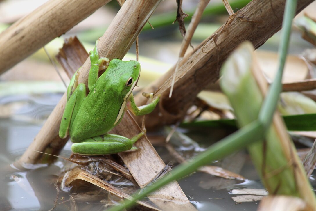 A green tree frog was spotted during a National Public Lands Day event at Cave Run Lake, Morehead, Ky. Green tree frogs are often found in marshy areas.