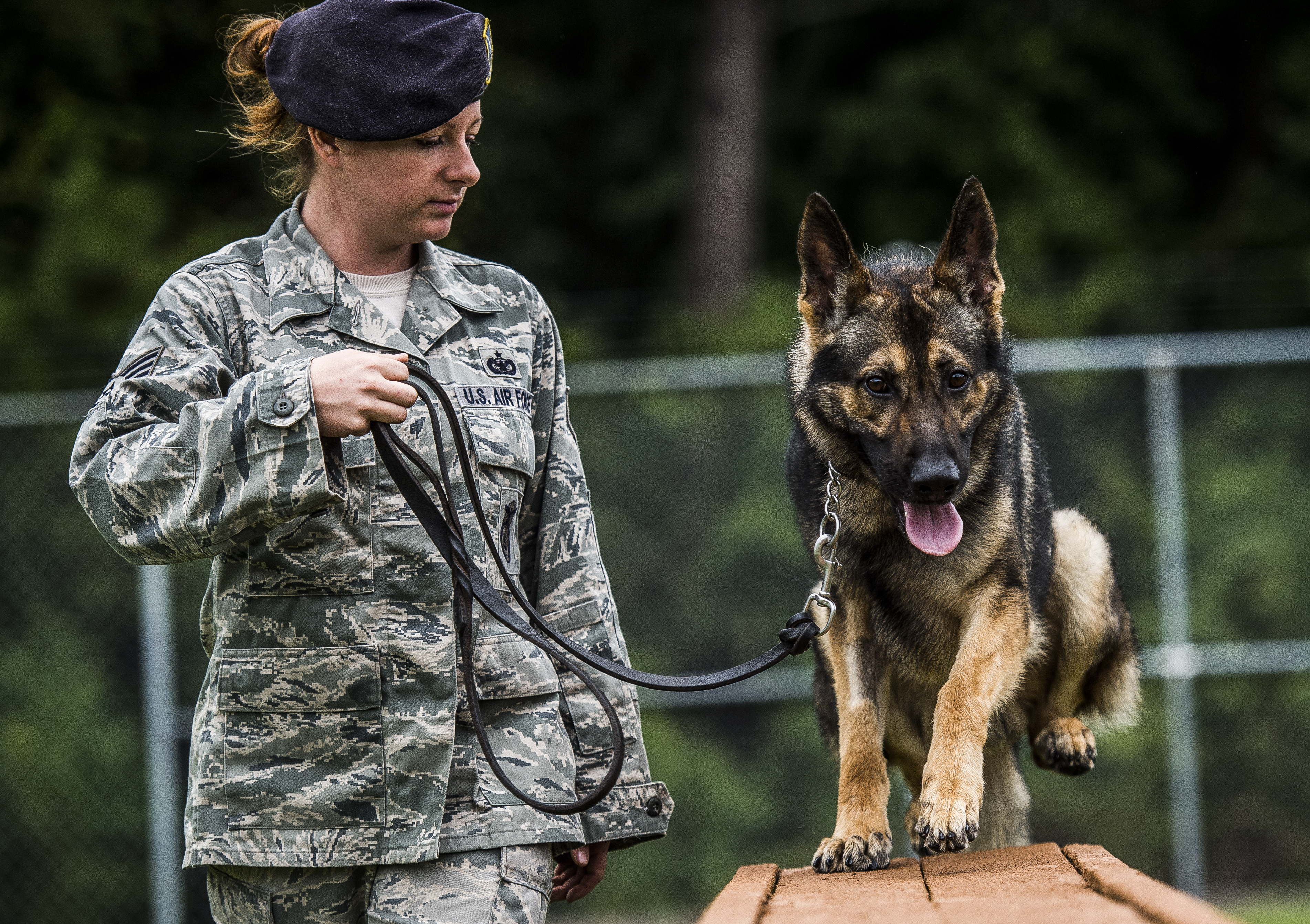 German shepherd obstacle course hot sale