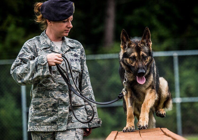 Staff Sgt. Angela Lowe, 628th Security Forces Squadron military working dog handler, leads MWD Szultan, a 2-year-old German Shepherd assigned to the 628th Security Forces Squadron, through an obstacle course Sept. 24, 2014, at Joint Base Charleston, South Carolina. The obstacle courses are designed to train and prepare the MWD for the various challenges they will face at home or deployed. MWDs are trained to conduct multiple missions and training includes obedience skills, obstacle courses and other objectives depending on the dog’s specialized skill. (U.S. Air Force photo/Senior Airman Dennis Sloan) 

