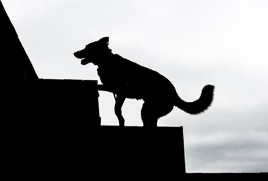 Military Working Dog Hulk, a 3-year-old German Shepherd assigned to the 628th Security Forces Squadron, completes an obstacle course Sept. 24, 2014, at Joint Base Charleston, South Carolina. The obstacle courses are designed to train and prepare the MWD for the various challenges they will face at home or deployed. MWDs are trained to conduct multiple missions and training includes obedience skills, obstacle courses and other objectives depending on the dog’s specialized skill. (U.S. Air Force photo/Senior Airman Dennis Sloan) 

