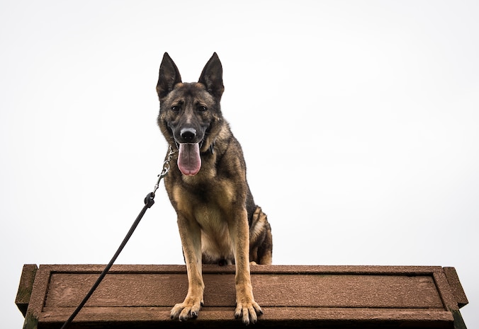 Military Working Dog Hulk, a 3 – year-old German Shepherd assigned to the 628th Security Forces Squadron, completes an obstacle course Sept. 24, 2014, at Joint Base Charleston S.C. The obstacle courses are designed to train and prepare the MWD for the various challenges they will face at home or deployed. MWDs are trained to conduct multiple missions and training includes obedience skills, obstacle courses and other objectives depending on the dog’s specialized skill. (U.S. Air Force Photo / Senior Airman Dennis Sloan)